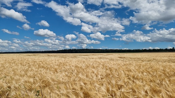 Ein Roggenfeld mit blauen Himmel und weißen Wolken. © NDR Foto: Bernd Riemann