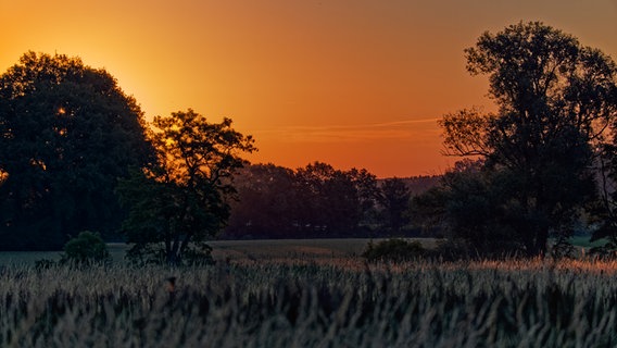 Die Sonne geht hinter Bäumen auf. © NDR Foto: Klaus Nagel