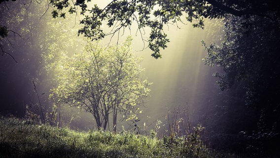 Sonnenstrahen zwischen Bäumen. © NDR Foto: Marc Albrecht