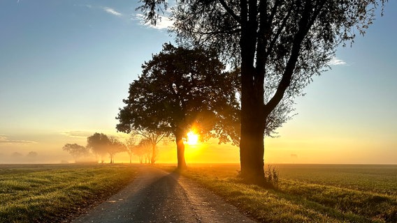 Die untergehende Sonne an einer Landstraße in Bühren © NDR Foto: Michael Wieker