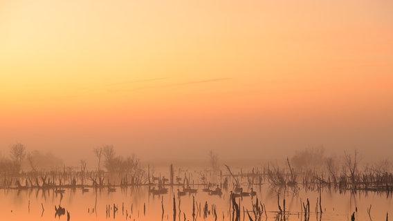 Kanadagänse bei Morgennebel kurz vor Sonnenaufgang im Goldenstedter Moor. © NDR Foto: Uli Kühling