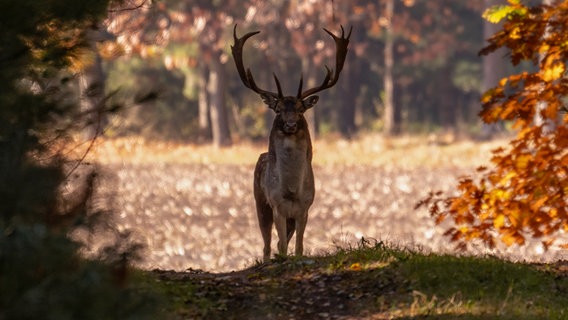 Ein Damhirsch steht in Dalum bei Bippen auf einem Waldweg © NDR Foto: Ralf Feldmann