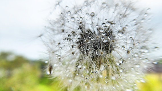 Eine mit Tropfen benetzte Pusteblume. © NDR Foto: Jutta Fricke