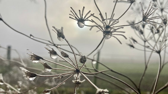 Gefrorene Tautropfen und Spinnweben, während die Sonne im Nebel aufgeht © NDR Foto: Marieke Toben