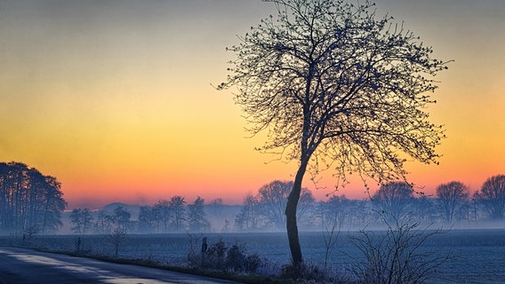 Abendhimmel mit Baum bei Syke © NDR Foto: Wolfram Guder