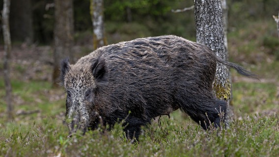 Ein Wildschwein läuft durch einen Wald. © picture alliance / Zoonar Foto: Helge Schulz