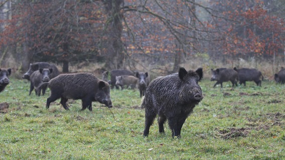 Eine Wildschwein- Rotte zieht zur Nahrungssuche über eine Wiese. © picture alliance / imageBROKER Foto: Dieter Hopf