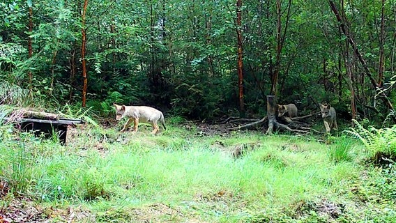 Drei Wolfsjunge sind in einem Waldstück zu sehen. © Jägerschaft Wolfsburg 