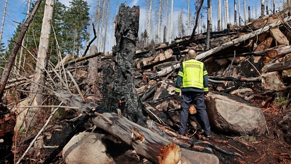 Der Einsatzleiter der Feuerwehr Wernigerode steht unterhalb der Brandfläche am Königsberg im Einsatzgebiet und besichtigt die Fläche. © picture alliance/dpa Foto: Matthias Bein