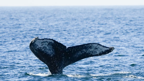 Die Schwanzflosse eine Buckelwals ragt aus dem Wasser. © picture alliance/dpa/AP | Silvia Izquierdo Foto: Silvia Izquierdo