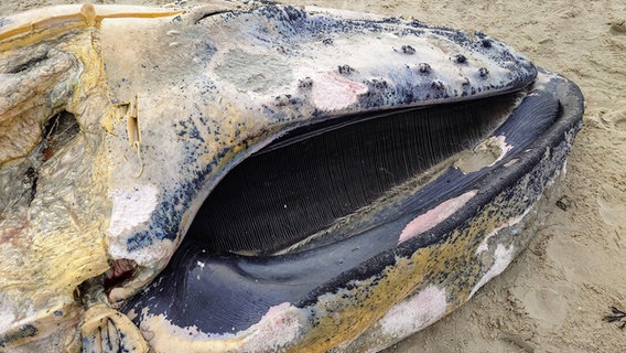 Nahaufnahme des Kopfes eines toten Wals, der im Sand liegt. © NDR Foto: Matthias Schuch