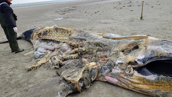 Ein Mann betrachtet einen Wal, der im Sand verwest. © NDR Foto: Matthias Schuch