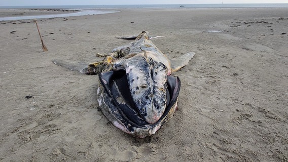 Ein toter Wal liegt im Sand. © NDR Foto: Matthias Schuch