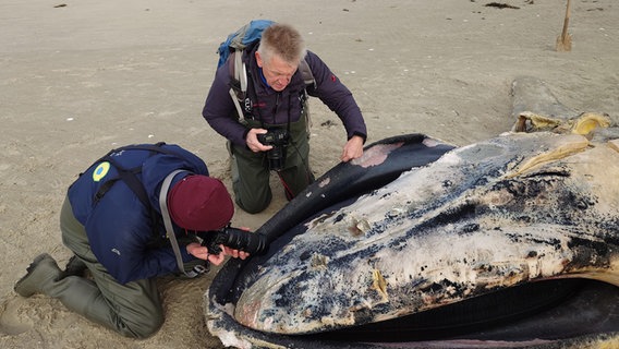 Zwei Männer fotografieren einen toten Wal, der im Sand liegt. © NDR Foto: Matthias Schuch