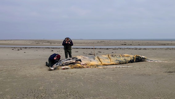 Zwei Männer fotografieren einen toten Wal, der im Sand liegt. © NDR Foto: Matthias Schuch