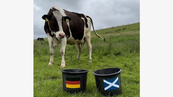 Die Kuh "Theda" steht vor zwei Eimern mit Deutschland und Schottland Flagge. © Ostfriesland Tourismus GmbH 