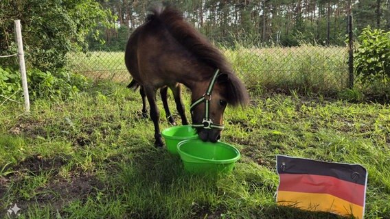 Mini-Shetty-Pony "Alma" steht vor zwei Behältern mit Futter. © Agrarheute 