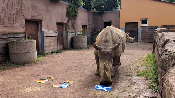 Nashorn "Amalie" steht im Zoo Osnabrück vor einer Schottland-Fahne. © Zoo Osnabrück gGmbH 