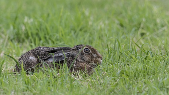 Ein Feldhase sitzt im Emsland in Niedersachsen im Gras. © picture alliance / imageBROKER Foto: Erhard Nerger