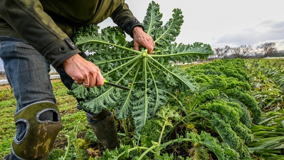 Landwirt erntet auf einem Feld Grünkohl. © dpa Bildfunk Foto: Jens Kalaene