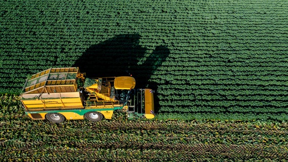 Ein Landwirt fährt bei sonnigem Wetter mit einer Erntemaschine über ein Feld, auf dem Grünkohl angebaut wird © picture alliance/dpa Foto: Hauke-Christian Dittrich