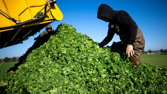 Grünkohl wird auf einem Feld im Landkreis Vechta geerntet. © dpa-Bildfunk Foto: Sina Schuldt