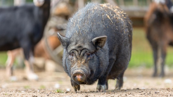 Ein Hängebauchschwein läuft über einen Acker. © picture alliance/Shotshop 