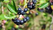 Aronia-Beeren © NDR Foto: Thomas Hans