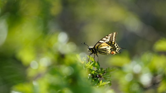 Eine Fotografie von Jan Hoelzel eines Schmetterlings. © Fotografie & Kommunikation e.V. Foto: Jan Hoelzel