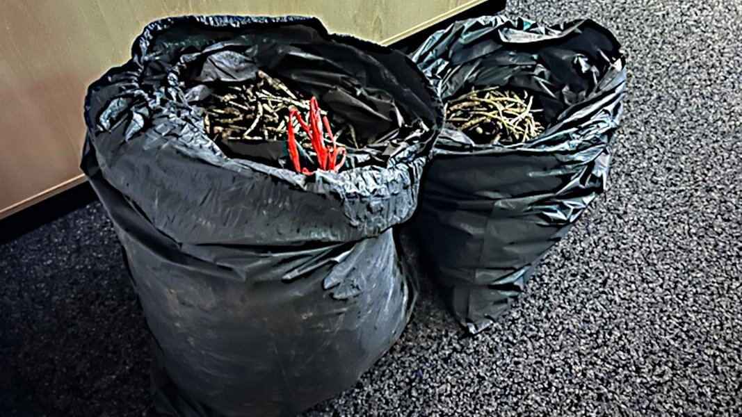 Zwei Säcke mit rund 40 Kilogramm Bärlauch, beschlagnahmt von der Polizei Bad Münder