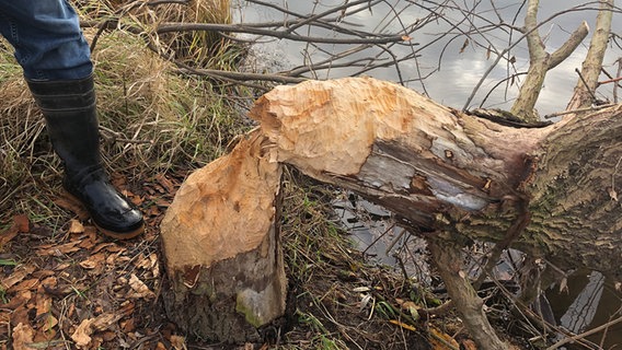 Ein von einem Biber gefällter Baum liegt in einem Fluss. © NDR Foto: Wilhelm Purk