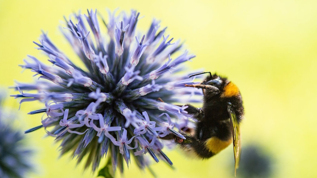 47+ frisch Bilder Ndr Garten Rasch durch den Garten