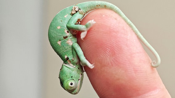 Ein Baby-Chamäleon sitzt auf einem Finger. © Staatliches Naturhistorisches Museum Foto: Maria Regent