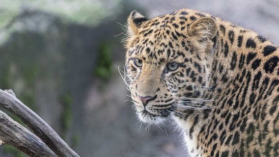 Der Chinesische Leopard "Suresh" © Tierpark Hagenbeck Foto: Lutz Schnier