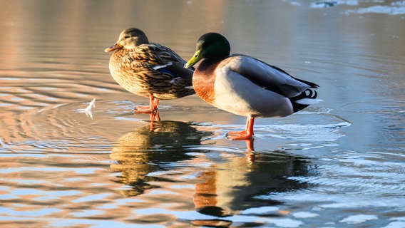 Zwei Enten sitzen auf einem zugefrorenen Gewässer in Hannover. © Julian Stratenschulte/dpa Foto: Julian Stratenschulte