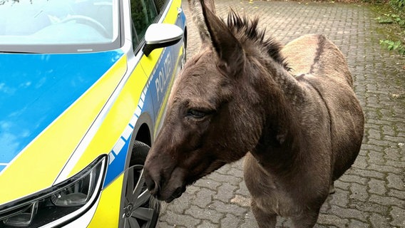 Eine Eselstute neben einem Streifenwagen in Sarstedt © Polizeikommissariat Sarstedt 