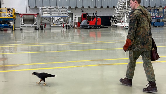 Ein Bundeswehr-Soldat läuft neben einem ausgebildeten Falken durch einen Hangar am Fliegerhorst in Wunstorf. © NDR Foto: Annicka Erdmann