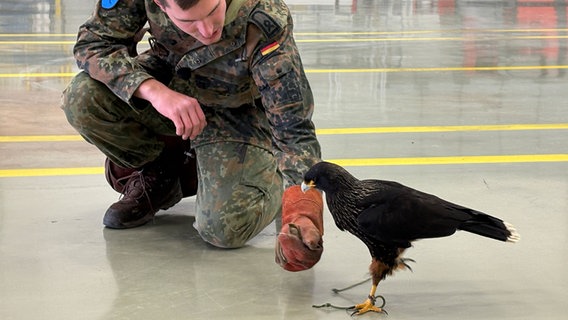 Ein Bundeswehr-Soldat sitzt neben einem ausgebildeten Falken am Fliegerhorst in Wunstorf. © NDR Foto: Annicka Erdmann