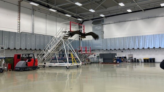 Ein ausgebildeter Falke fliegt durch einen Hangar am Fliegerhorst in Wunstorf. © NDR Foto: Annicka Erdmann