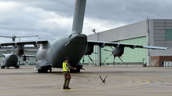 Ein ausgebildeter Falke der Bundeswehr sitzt am Fliegerhorst in Wunstorf hinter einem Militärflugzeug. © NDR Foto: Annicka Erdmann