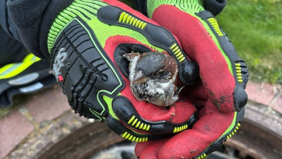 Ein Feuerwehrmann rettet einen Vogel aus einem Regenrohr © Feuerwehr Celle 