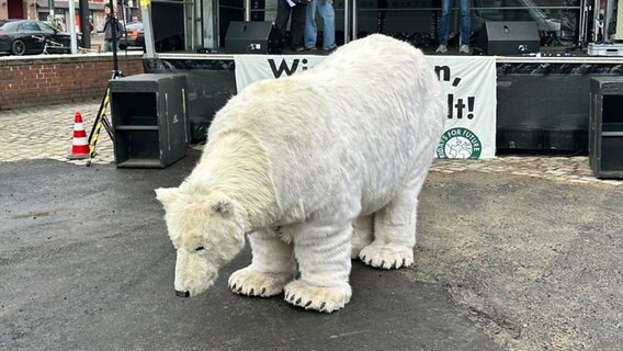 Ein Stoff-Eisbär steht vor einer Bühne © NDR Foto: Kristina Hoffmann