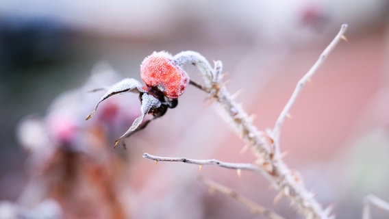 Frost überzieht eine Hagebutte an einem Strauch in Hannover. © Julian Stratenschulte/dpa Foto: Julian Stratenschulte