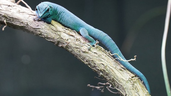 Ein "Himmelblauer Zwergtaggecko" im Zoo Hannover © Erlebnis-Zoo Hannover 