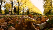 Zwei Jogger laufen durch buntes Herbstlaub in Hannover © TeleNewsNetwork 