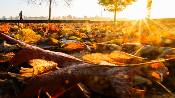 Laub liegt am Ufer vom Maschsee. Im Hintergrund ein Jogger. © Julian Stratenschulte/dpa Foto: Julian Stratenschulte/dpa