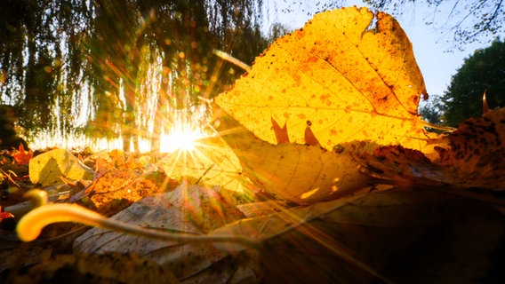 Die aufgehende Sonne lässt ein herbstlich verfärbtes Blatt in gelb leuchten. © Julian Stratenschulte/dpa Foto: Julian Stratenschulte/dpa