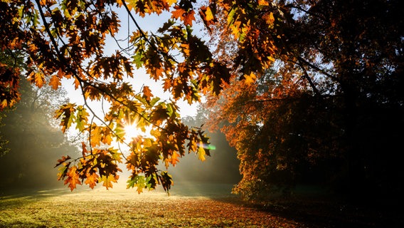 Die Sonne scheint durch herbstlich verfärbte Blätter an einem Baum. © picture alliance/dpa Foto: Julian Stratenschulte