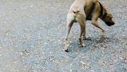 Ein freilaufender Hund (unscharfe Aufnahme). © NDR Foto: Julius Matuschik