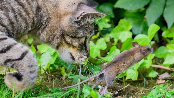 Eine Katze jagt eine Maus in einem Garten in Laatzen (Region Hannover). © Julian Stratenschulte/dpa Foto: Julian Stratenschulte/dpa